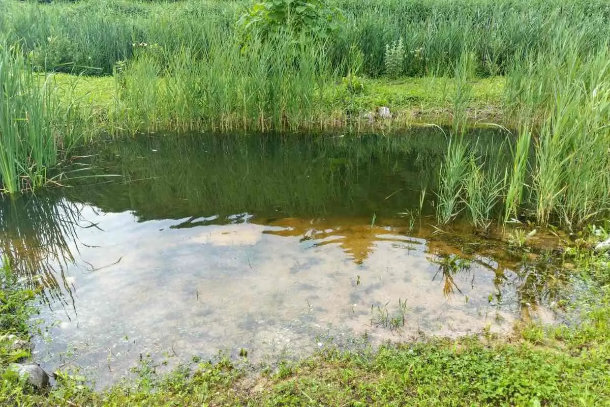 How Do Natural Ponds Stay Clean?