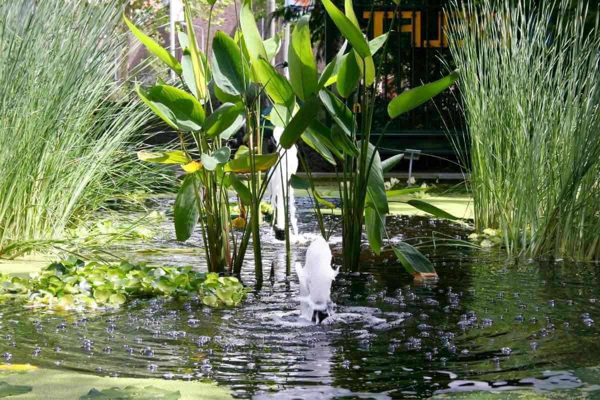 9 Reasons Why Your Pond Could Be Losing Water Gardenia Organic