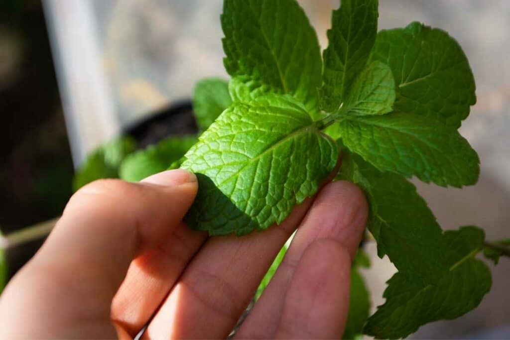 mint leaves