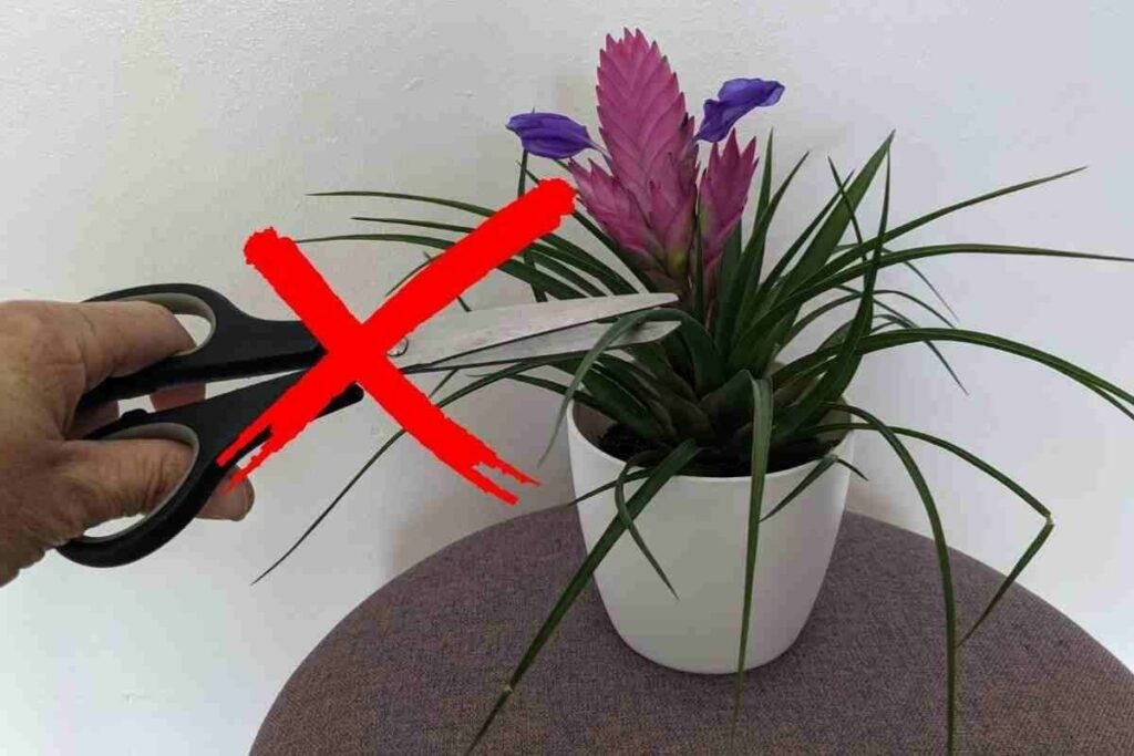 Avoid trimming Pink Quill plant pot