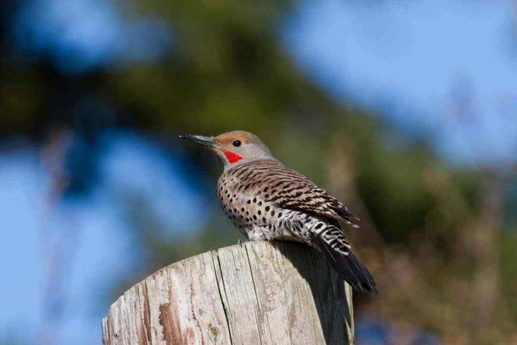 Northern Flicker in Missouri