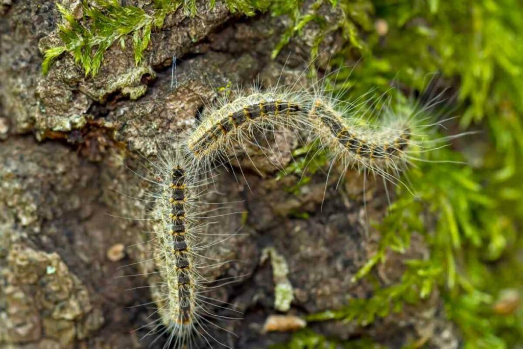 Oak Processionary Moth caterpillars are biting