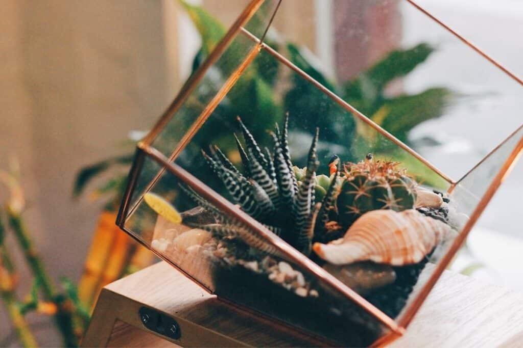 Open and Closed Terrarium Substrate