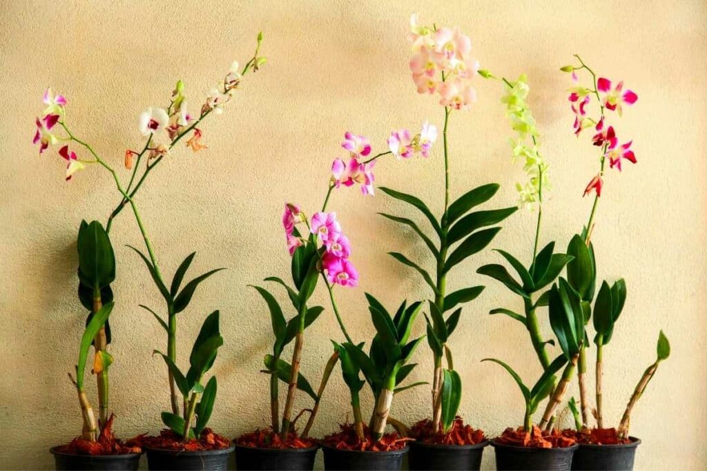 Orchids plant in bathroom