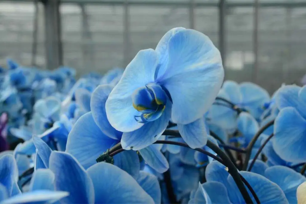 Blue orchids flower