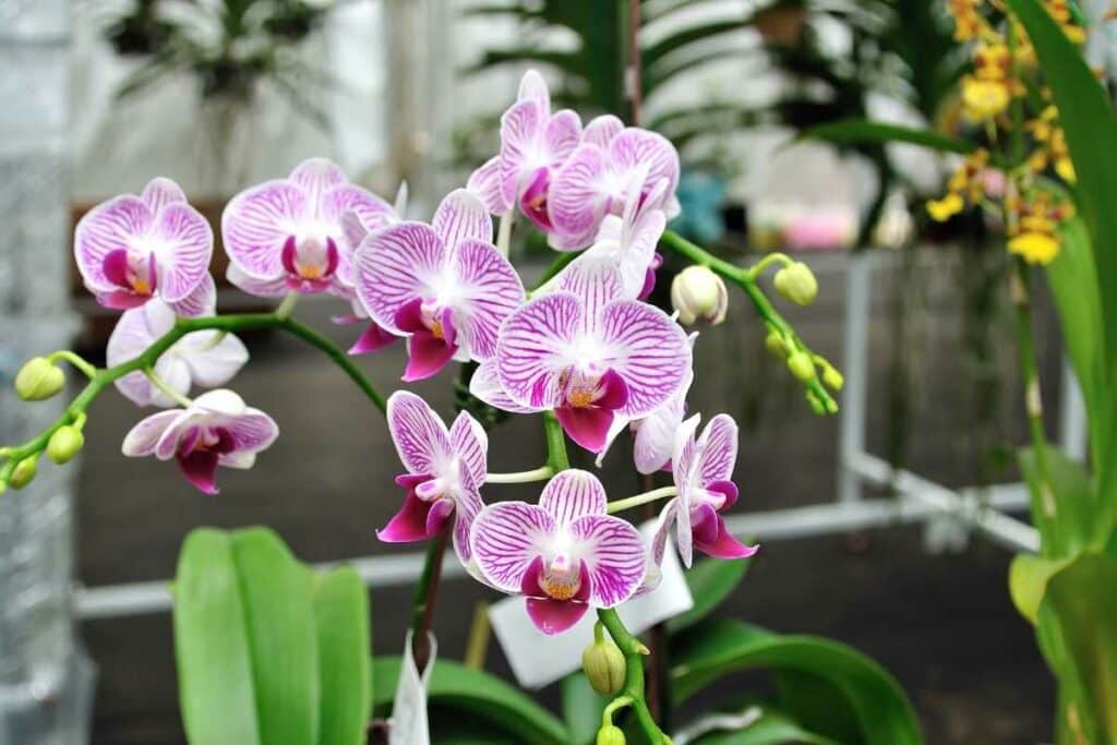 Orchids in a pot