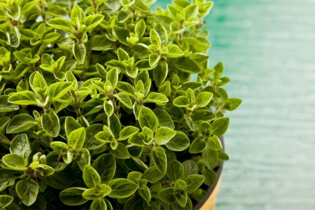 How Does Oregano Grow?