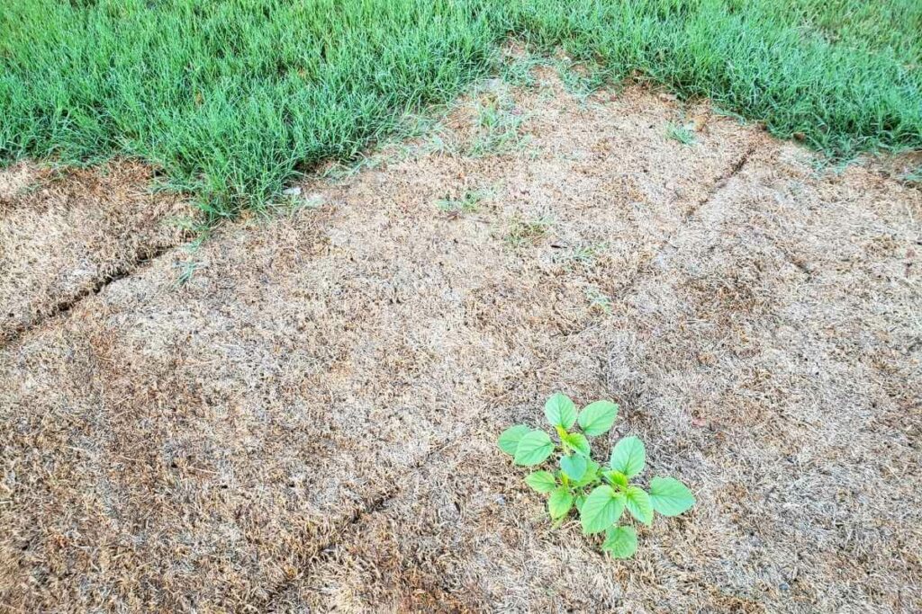 Overseeding dead sod