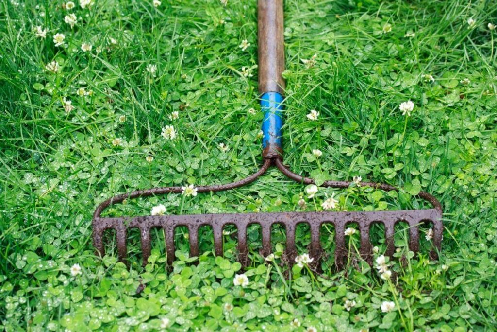 Using garden rake for overseeding