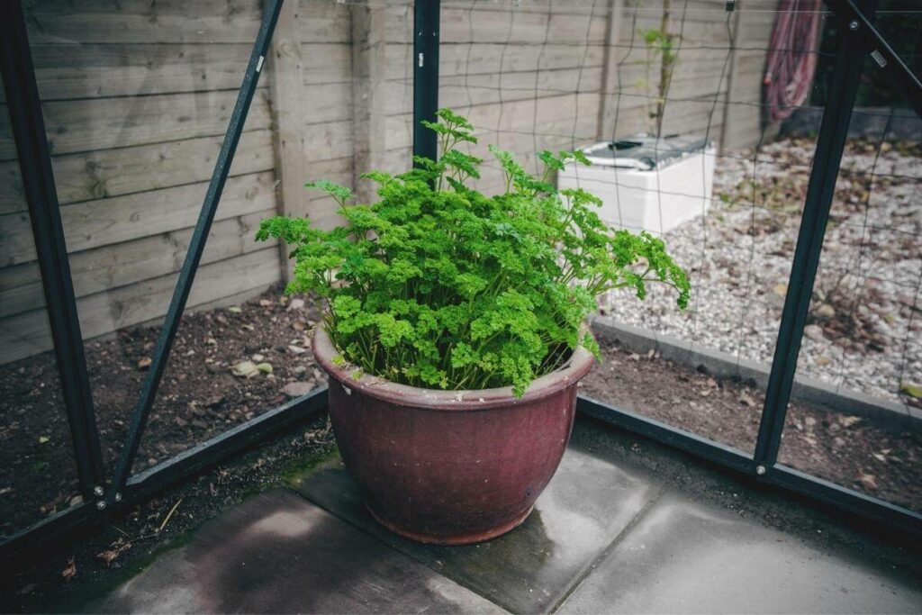 Parsley water requirements and dry soil