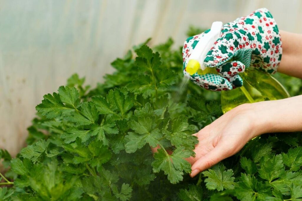 Parsley herbs