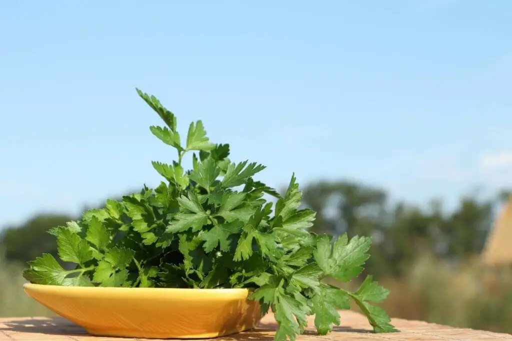 If Parsley turning yellow can you eat it