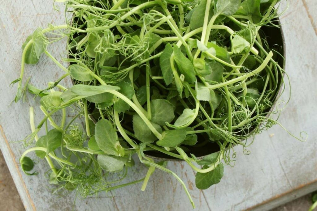 Pea Shoots microgreens regrow