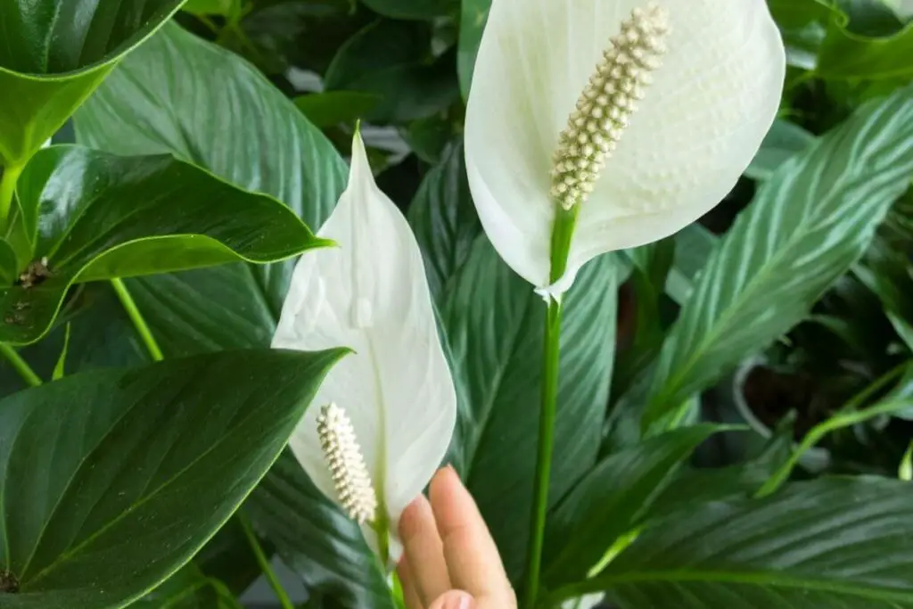 Why Are My Peace Lily Flowers Turning Black or Brown?