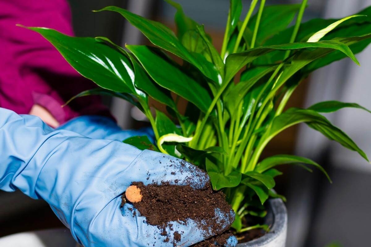 Why Are My Peace Lily Flowers Turning Black or Brown? Gardenia Organic