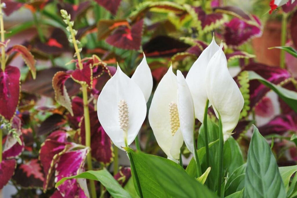 Prevent Peace Lily Flowers getting brown