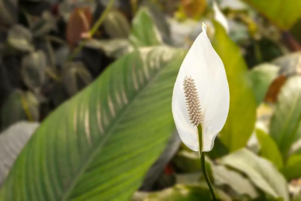 Most people don't know these 3 most common reasons that cause your Peace Lily flowers to turn black and brown. 