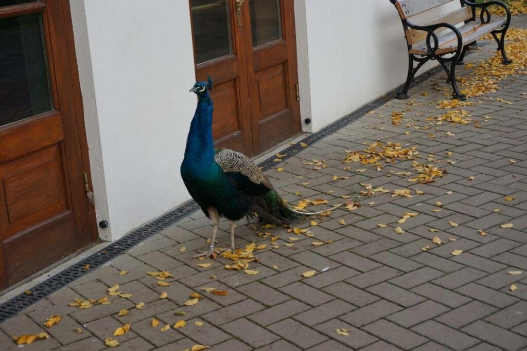 Peacocks city in the United States