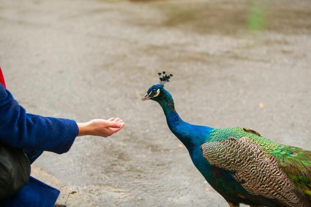 Feeding Peacock in the rain