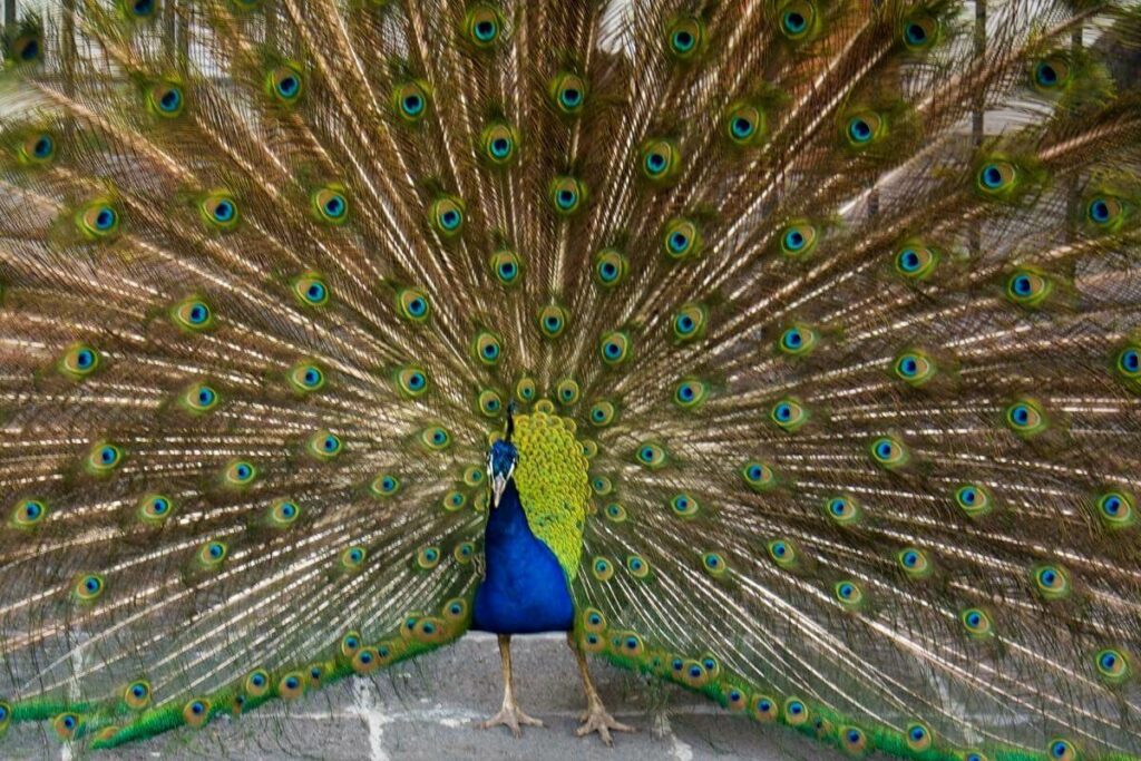 Walking Peacocks