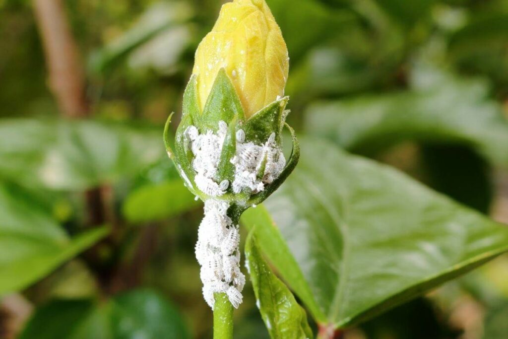 Pesticide Control of Mealybugs