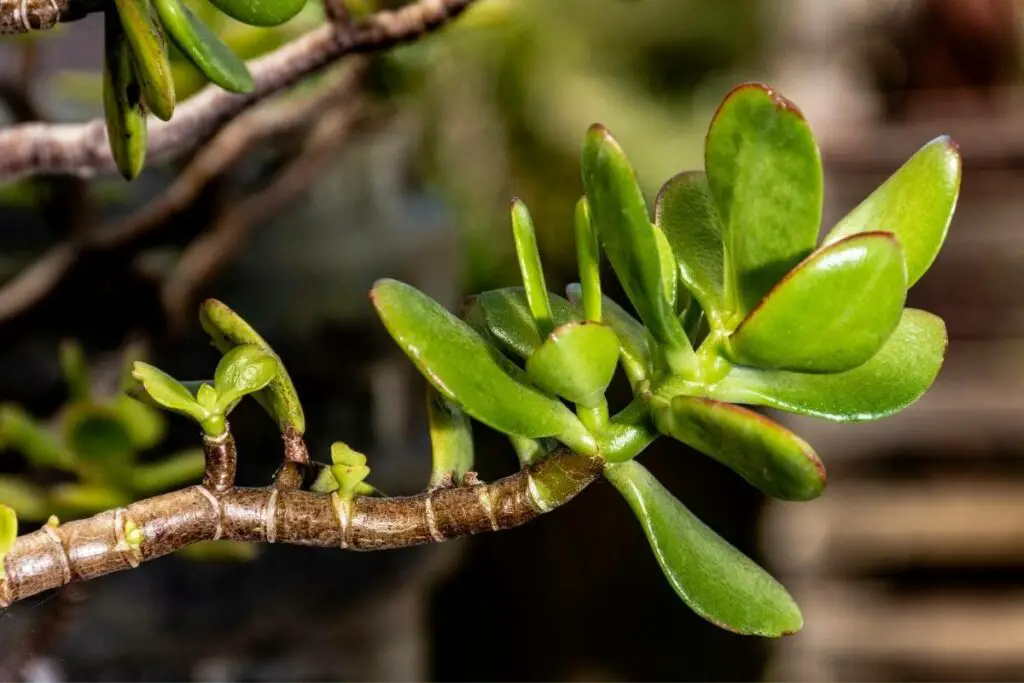 Prevent these jade plants pests