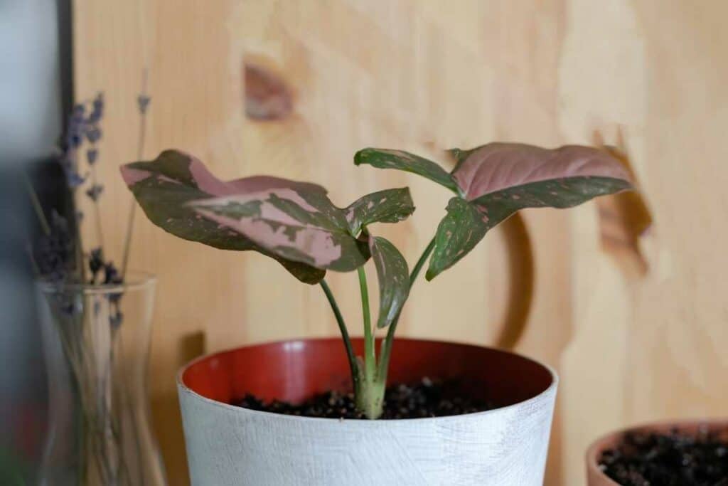 Philodendron plant in bathroom