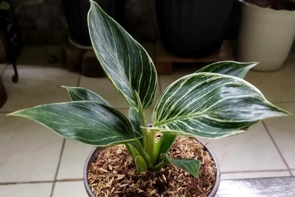 Philodendrons plants growing