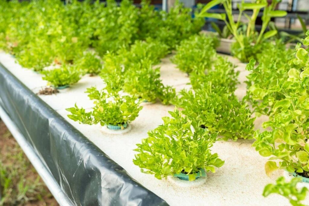 Signs of Phosphorus Deficiency in Aquaponics