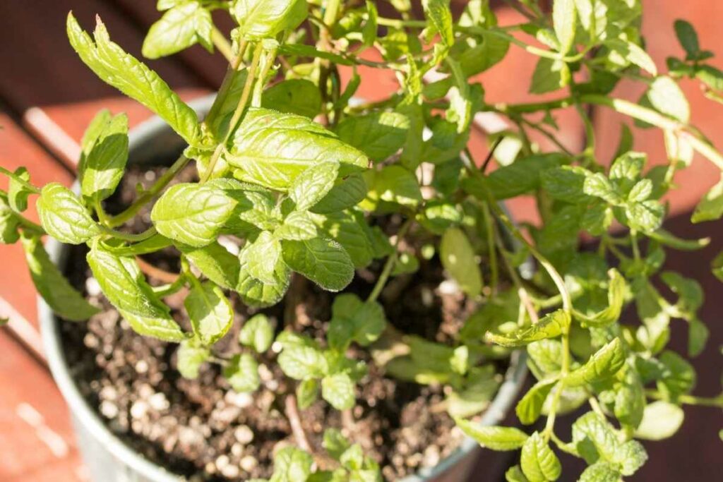 How to pick mint leaves without killing plant