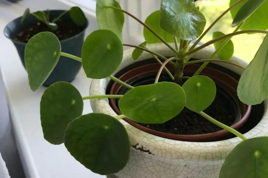 Pilea climbing indoor plant
