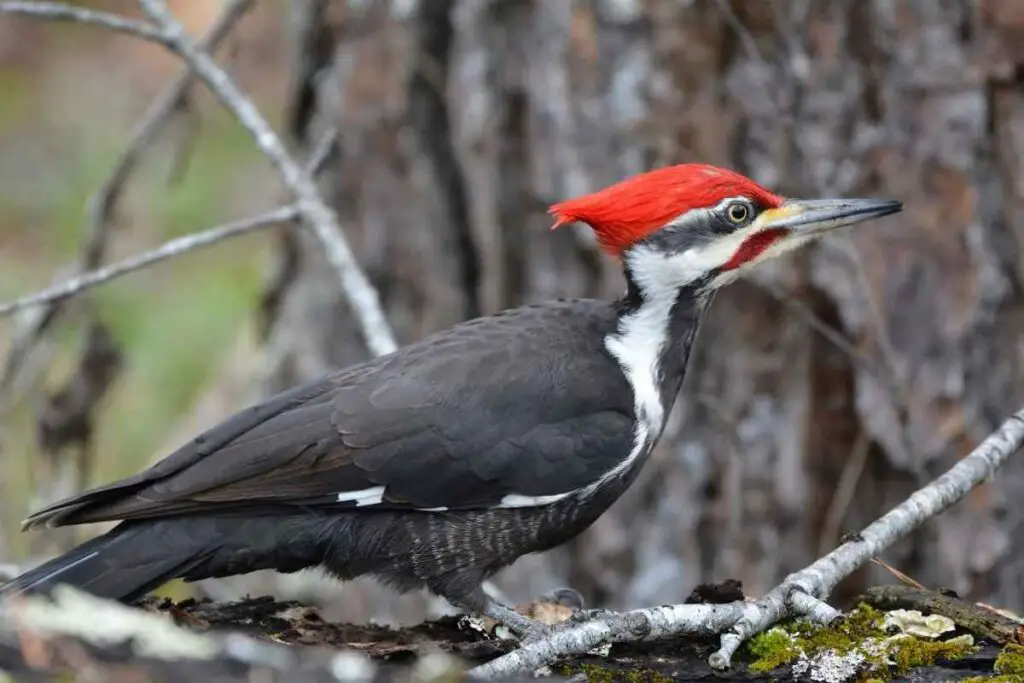 Pileated Woodpeckers in Missouri
