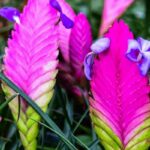 Pink Quill Plant Care Guide (Beautiful Images)