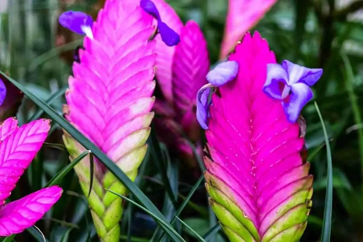 Pink Quill Plant Care Guide (Beautiful Images)