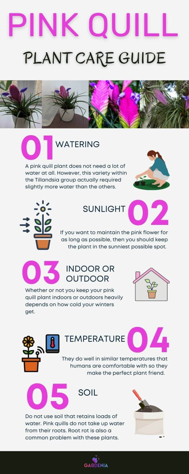 Pink Quill Plant Care Guide (Beautiful Images) Gardenia Organic