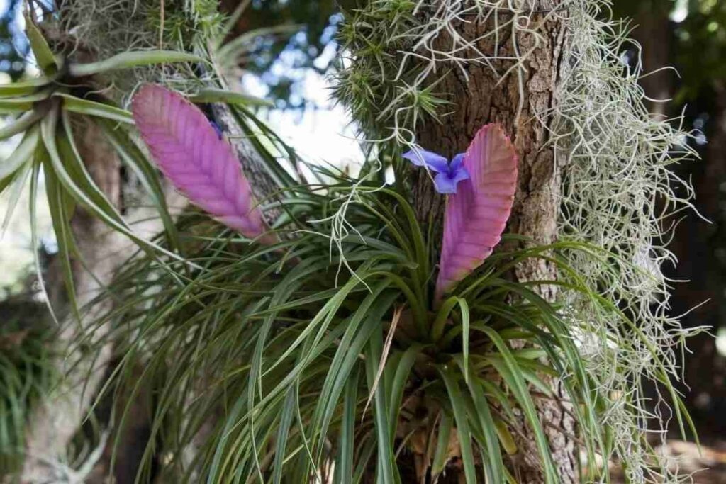 Pink quill plant keep outside