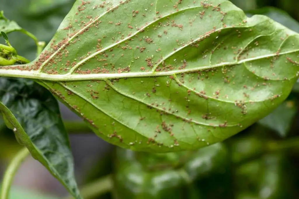 Protect your plant from aphids