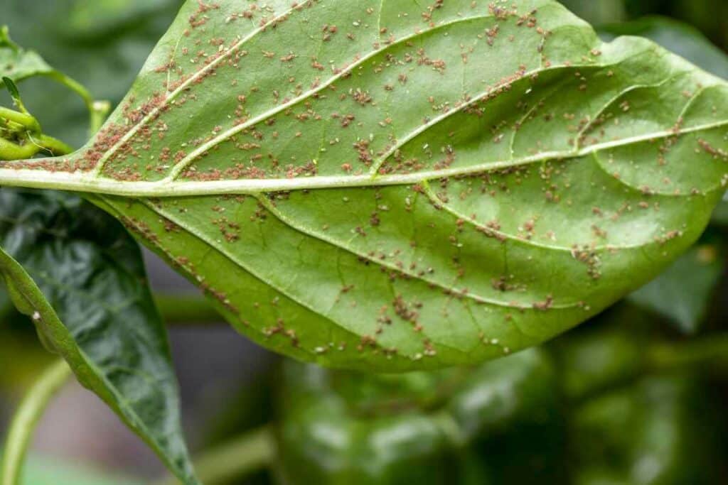 Protect your plant from aphids