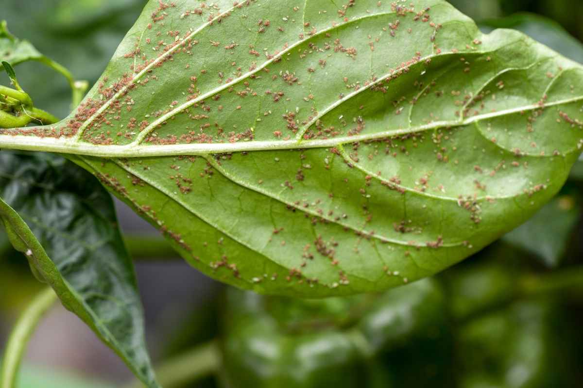 Can You Drown Aphids? (Get Rid of Them from Your Backyard) Gardenia