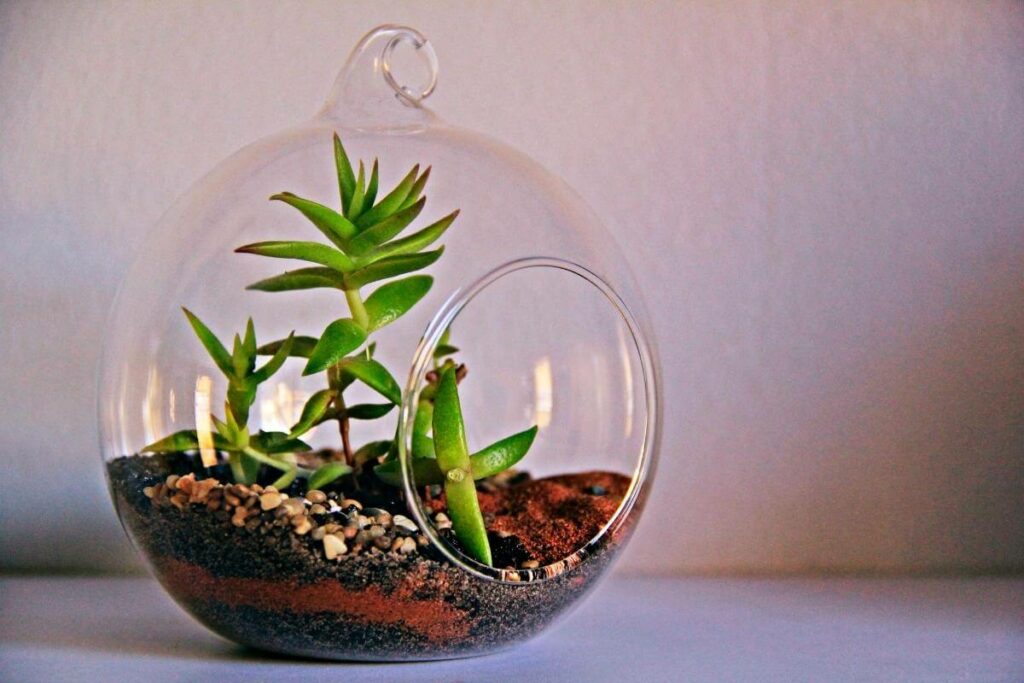 Terrarium clean