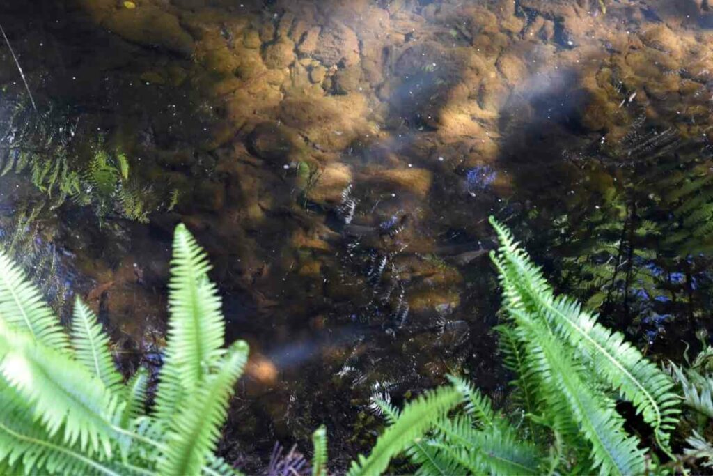 Fish in natural pond