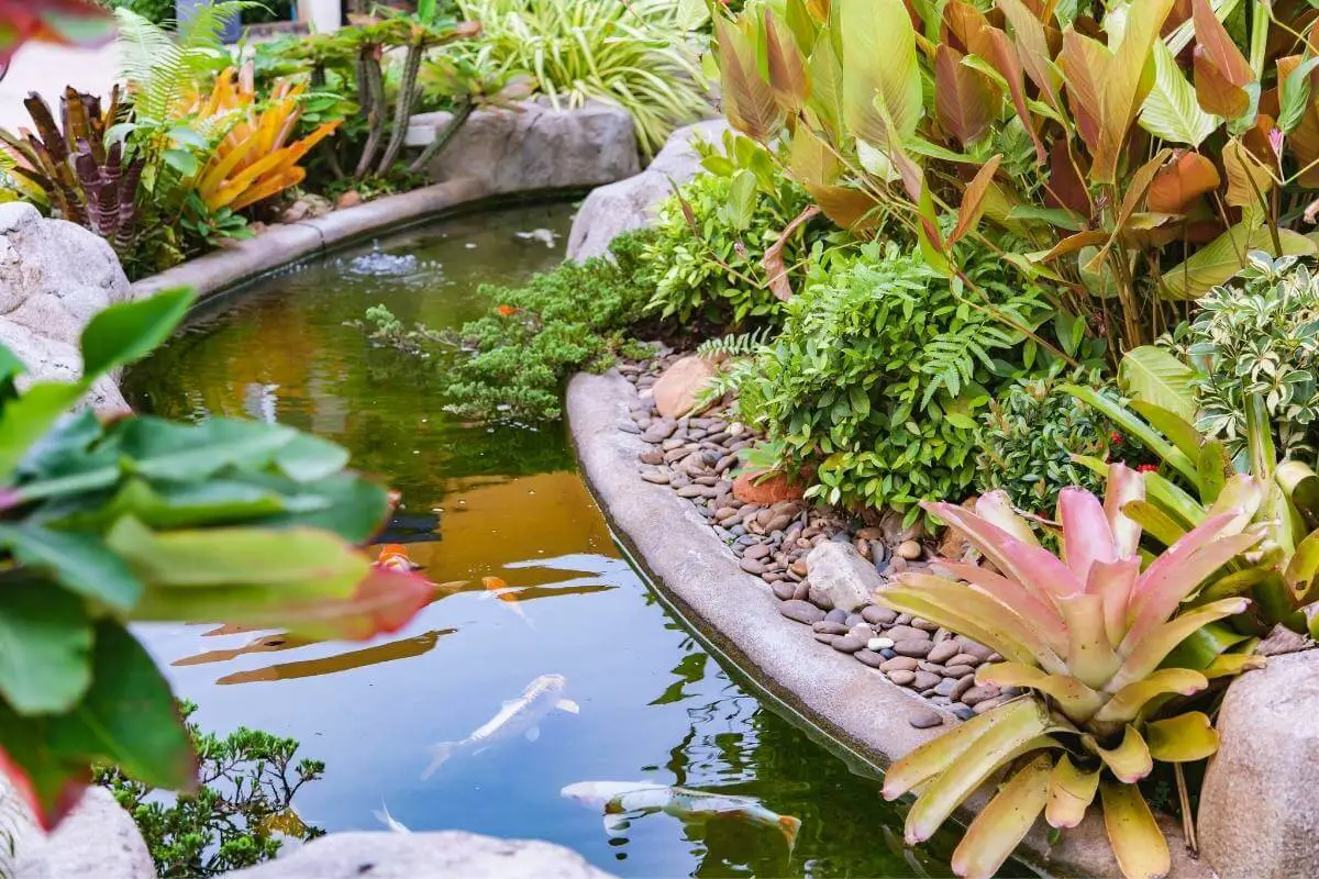 9 Reasons Why Your Pond Could Be Losing Water Gardenia Organic