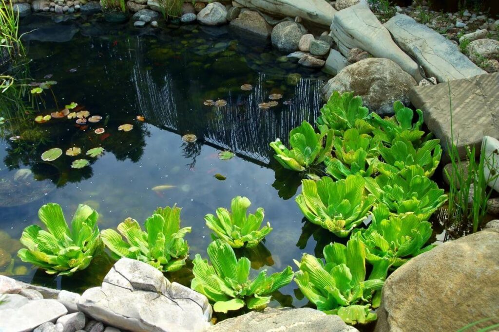 Plants for wildlife pond