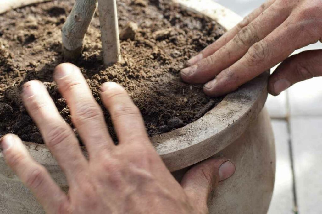 What Size Pot to choose for an Olive Tree?