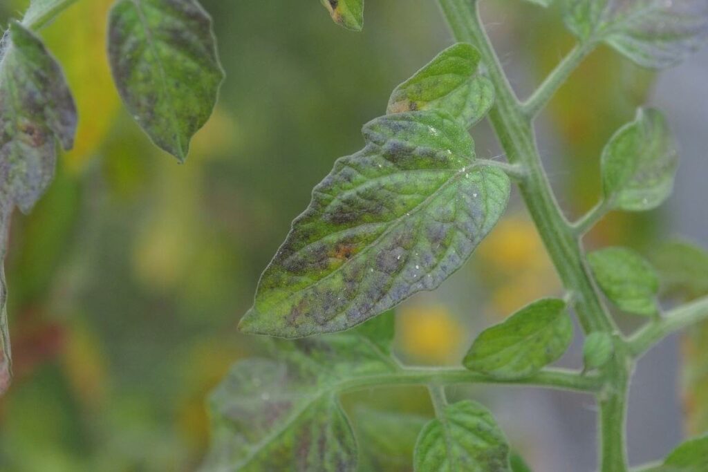 Signs of Potassium Deficiency in Aquaponic Plants