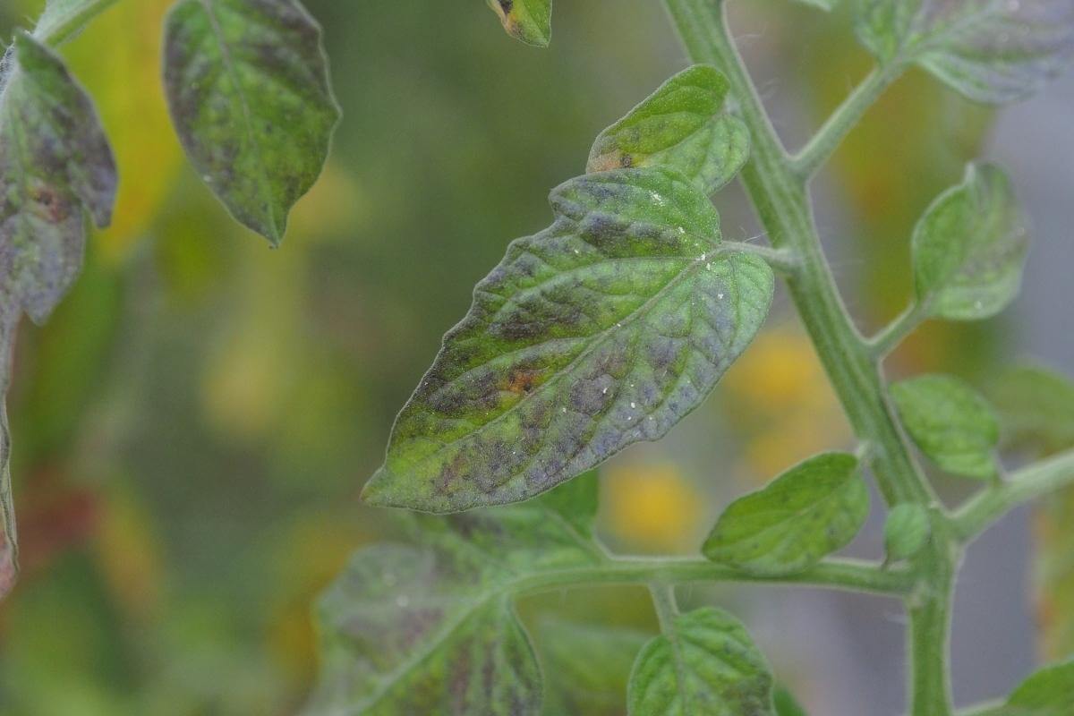 How to Fix Nutrient Deficiency in Aquaponics Gardenia Organic