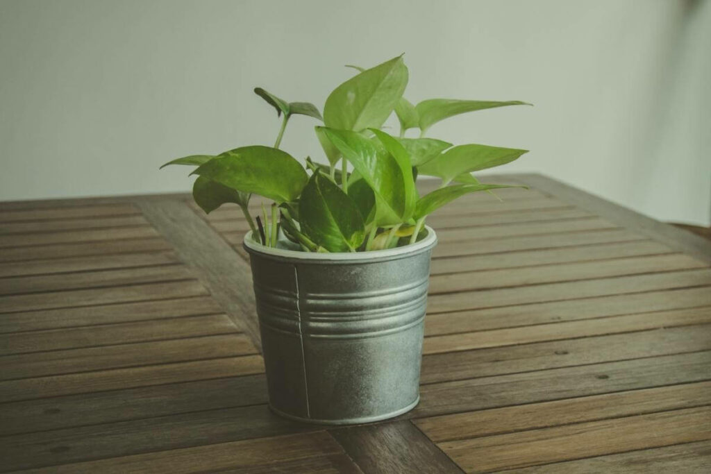 Pothos plants for office without windows