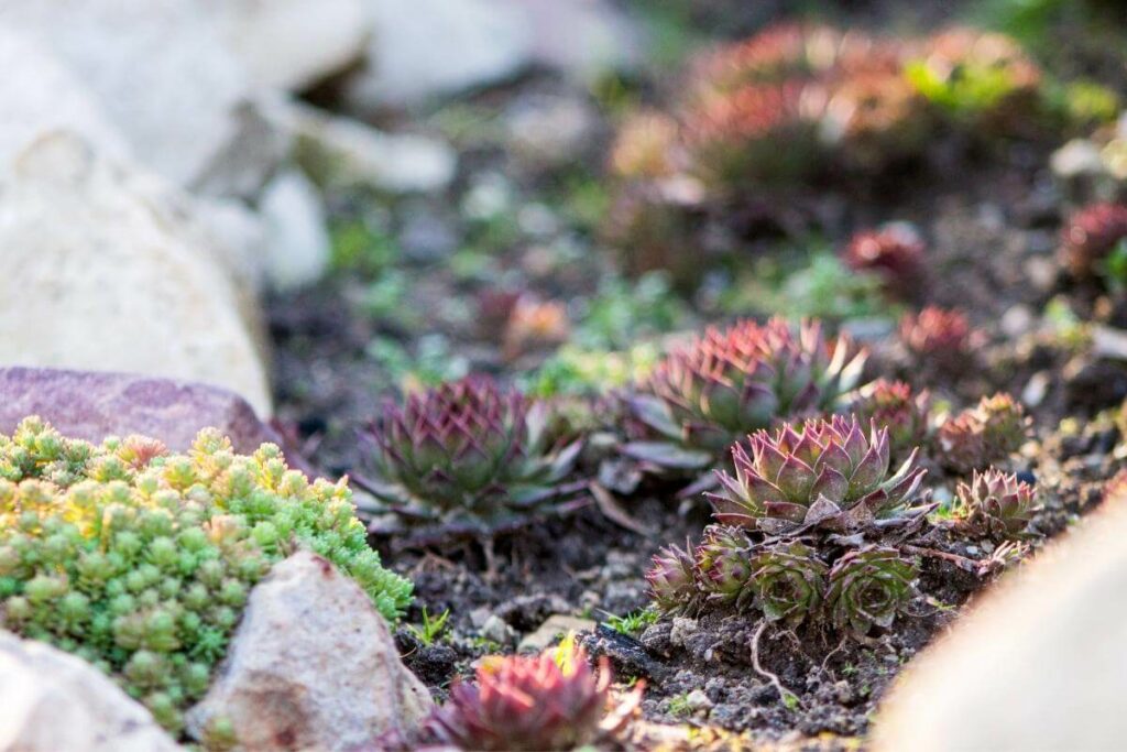 Succulents watering in moss