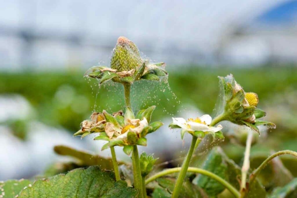 Red spider mites strawberry