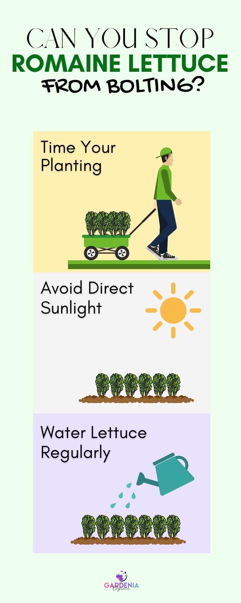 Why Is My Romaine Lettuce Growing Tall? Gardenia Organic